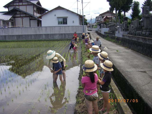 お田植え