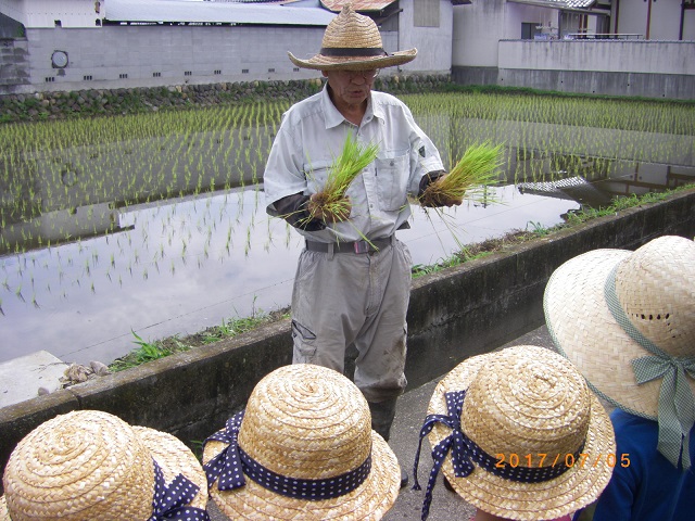 お田植え