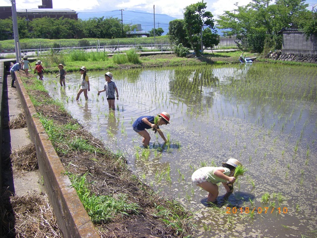 お田植え